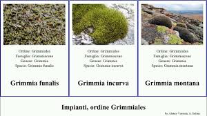 Attēlu rezultāti vaicājumam “Seligeria donniana”