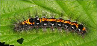 Attēlu rezultāti vaicājumam “Euproctis similis larva”