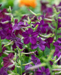 Image result for Nicotiana x sanderae