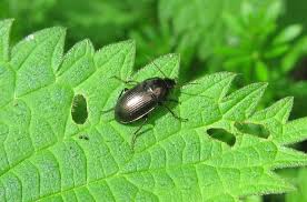 Attēlu rezultāti vaicājumam “Amara sp.”