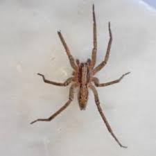 Attēlu rezultāti vaicājumam “Miturgidae”