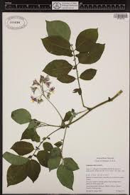 Attēlu rezultāti vaicājumam “Solanum tuberosum leaf”