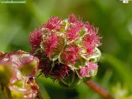 Attēlu rezultāti vaicājumam “Poterium sanguisorba”