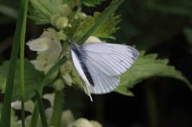 Attēlu rezultāti vaicājumam “Pieris napi”