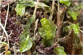 Attēlu rezultāti vaicājumam “Moerckia hibernica”