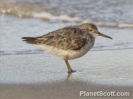 Image result for Calidris tenuirostris
