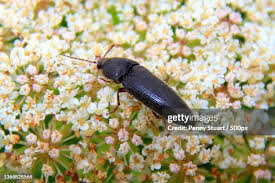 Attēlu rezultāti vaicājumam “Oxymirus cursor female”