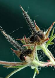 Attēlu rezultāti vaicājumam “Geranium dissectum fruit”