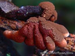 Attēlu rezultāti vaicājumam “Hypocreopsis lichenoides”