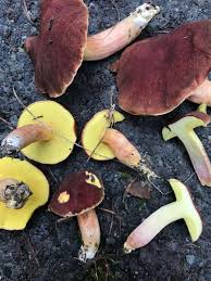 Attēlu rezultāti vaicājumam “Xerocomus subtomentosus”