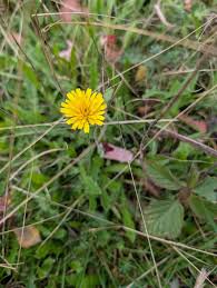 Attēlu rezultāti vaicājumam “Leontodon hispidus leaf”