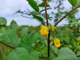 Attēlu rezultāti vaicājumam “Trollius europaeus bud”