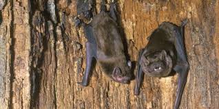 Attēlu rezultāti vaicājumam “Nyctalus noctula”