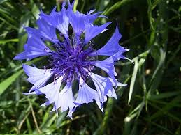 Image result for Centaurea cyanus
