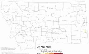 Attēlu rezultāti vaicājumam “Aloina rigida”