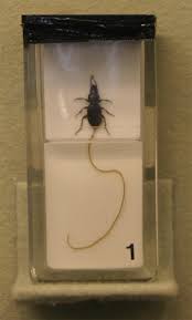 Attēlu rezultāti vaicājumam “Nematomorpha”