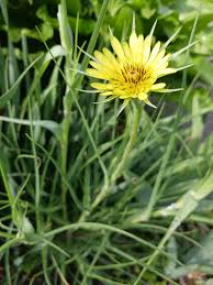Attēlu rezultāti vaicājumam “Tragopogon pratensis subsp. pratensis leaf”