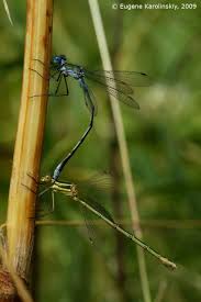 Attēlu rezultāti vaicājumam “Lestes sponsa”