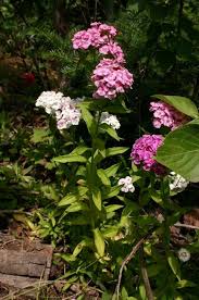 Image result for Dianthus barbatus