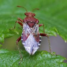 Attēlu rezultāti vaicājumam “Rhopalus maculatus imago”