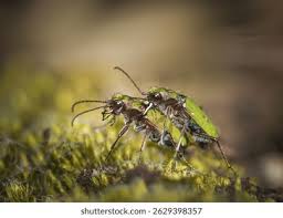 Attēlu rezultāti vaicājumam “Cicindela campestris imago”
