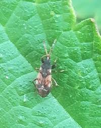 Attēlu rezultāti vaicājumam “Scolopostethus thomsoni”