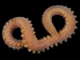 Attēlu rezultāti vaicājumam “Amaurochaete sp.”