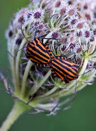 Attēlu rezultāti vaicājumam “Graphosoma lineatum”