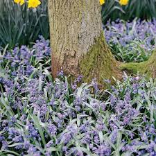 Attēlu rezultāti vaicājumam “Scilla siberica bud”
