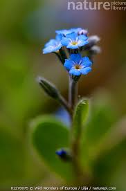 Attēlu rezultāti vaicājumam “Veronica persica flower”