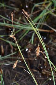 Attēlu rezultāti vaicājumam “Carex limosa”