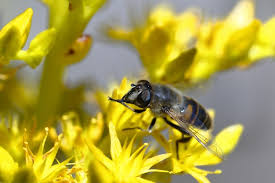 Attēlu rezultāti vaicājumam “Eristalis sp.”