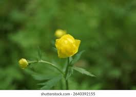 Attēlu rezultāti vaicājumam “Trollius europaeus leaf”