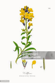 Image result for Cheiranthus cheiri