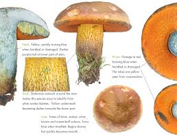 Attēlu rezultāti vaicājumam “Boletus luridus”