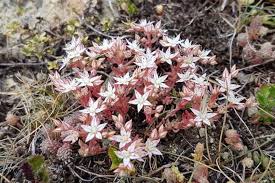 Attēlu rezultāti vaicājumam “Sedum album leaf”