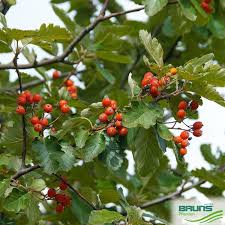 Attēlu rezultāti vaicājumam “Sorbus intermedia fruit”