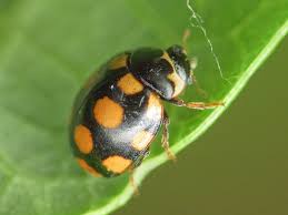 Attēlu rezultāti vaicājumam “Coccinula quatuordecimpustulata”