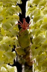 Attēlu rezultāti vaicājumam “Corylus avellana female flower”