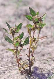 Attēlu rezultāti vaicājumam “Elatinaceae”