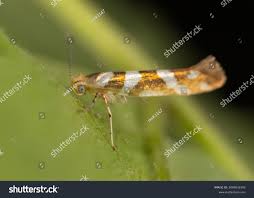 Attēlu rezultāti vaicājumam “Argyresthia goedartella”