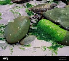 Attēlu rezultāti vaicājumam “Chlorophyta”