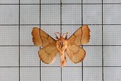 Attēlu rezultāti vaicājumam “Malacosoma neustria”