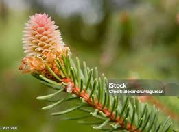 Attēlu rezultāti vaicājumam “Picea abies female flower”