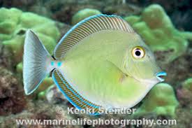 Image result for Naso unicornis