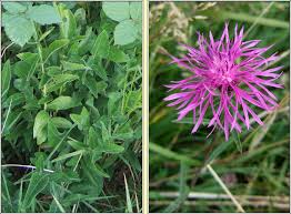 Attēlu rezultāti vaicājumam “Centaurea scabiosa leaf”