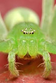 Attēlu rezultāti vaicājumam “Micrommata virescens”