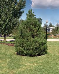 Attēlu rezultāti vaicājumam “Pinus nigra”