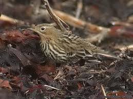 Image result for Anthus cervinus