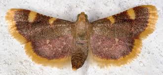 Attēlu rezultāti vaicājumam “Hypsopygia costalis”